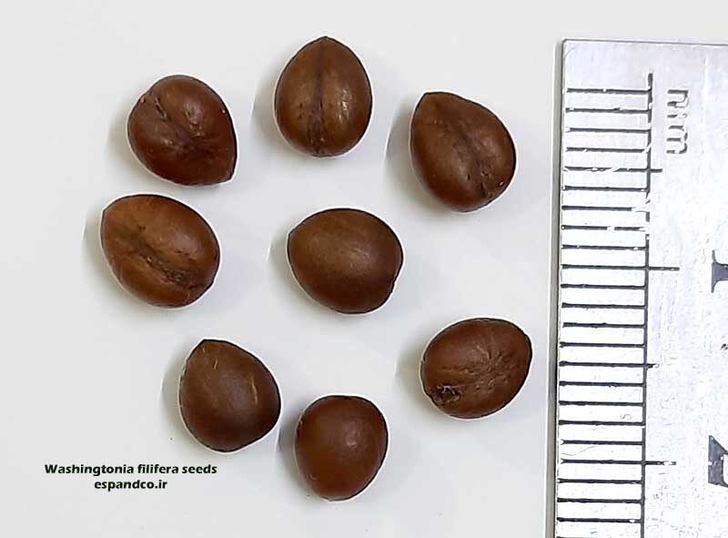  Washingtonia filifera seed 
